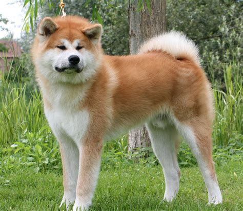 Akita .